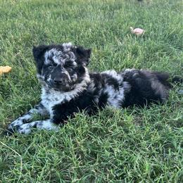 Turks - Black merle male Mudi puppy in Valley Mills, Texas from Graves Farm Mudi