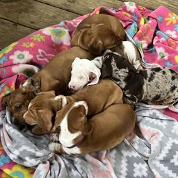 Dachshund Puppies from Witchy Woman’s Wiener’s