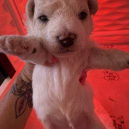 Boy 2 - White male Bichon Frise puppy in Lake Elsinore, California from Amber's Bichon Frise and Poodles