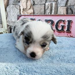 Thames - Blue merle and white male American Corgi puppy in Scottown, Ohio from Wyndy Ridge Corgis