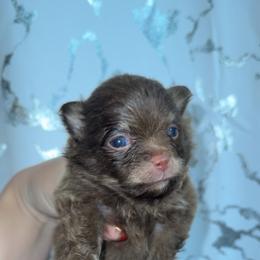 Miso - Chocolate and tan male Pomeranian puppy in Visalia, California from Exotic_fresita_poms