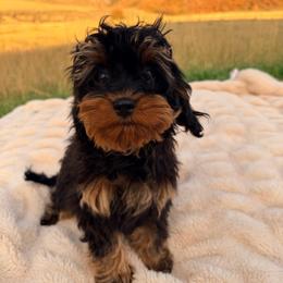 Lyla - Black and tan female Cavapoo puppy in Malad, Idaho from Sunny Hill Puppies