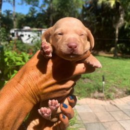 Turbo - Red male Dachshund puppy in Florida from Lazy Acres Farm
