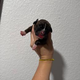 Purple - Brindle female Boxer puppy in Denver, Colorado from Yuni’s AKC Boxers