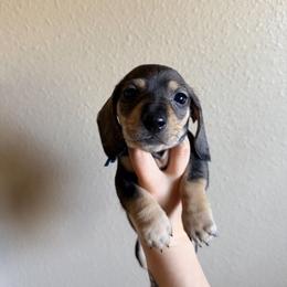 Enzo (blue) - Wild boar and cream male Dachshund puppy in Modesto, California from Once Upon a Mini Dachshund