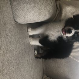 Australian Shepherd Puppies from Satterfield Family Farms