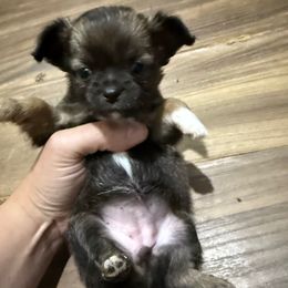 Lilly - Black and white female Chihuahua puppy in Sherwood, Arkansas from Bartelt Breeders