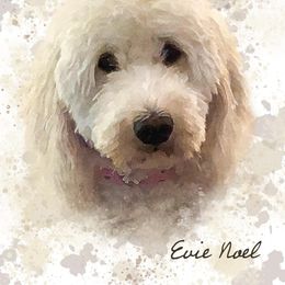 Evie  - Goldendoodle
