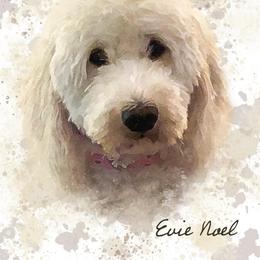 Evie  - Goldendoodle