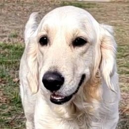 Dolly - Golden Retriever