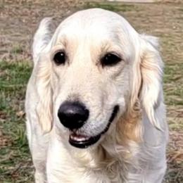 Dolly - Golden Retriever