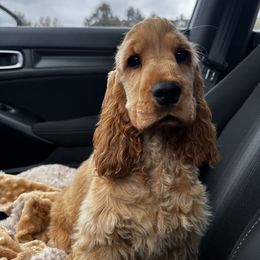 Cocker Spaniel and English Cocker Spaniel Puppies from CuttinBlue Farms