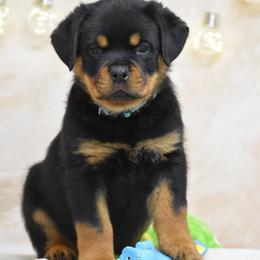 Lennox - Black and mahogany male Rottweiler puppy in Catawissa, Pennsylvania from Sharp Ridge Rottweilers