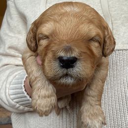 Rusty - Red  male Goldendoodle puppy in Merced, California from Old Lake Doodles
