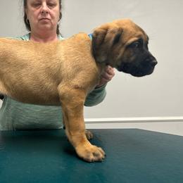 Riot, Fawn coat, Blue Collar Boy 4 - Black brindle Cane Corso puppy in Jeffersonville, Kentucky from K9 Guardian Cane Corso
