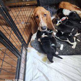 Daisy Duke - Basset Hound