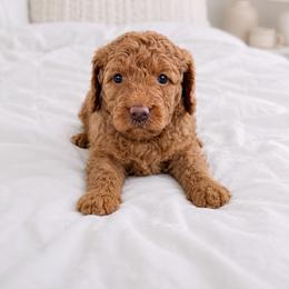 Jersey - Parti female Goldendoodle puppy in Columbia, South Carolina from Glittering Grace Goldendoodles
