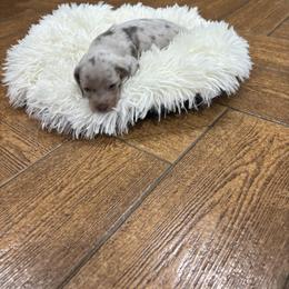 Dachshund Puppies from Finleys Babies