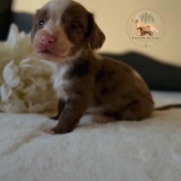 Blessings (Ottis) - Dapple male Dachshund puppy in Lumber City, Georgia from Willow Run LLC