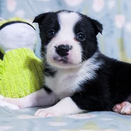 Cupid - Black and white male Border Collie puppy in Raccoon, Kentucky from Skyline Border Collies