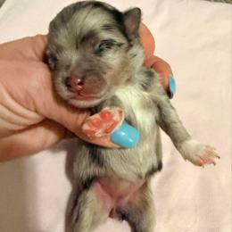 Bunny - Blue merle female Pomeranian puppy in Clarksville, Tennessee from Bee Mine Maltipoos and Pomeranians