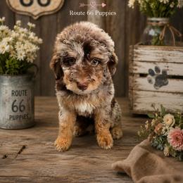 Girl 4, Jessa, Somerset KY - Merle female Bernedoodle puppy in Delphos, Ohio from Route 66 Puppies