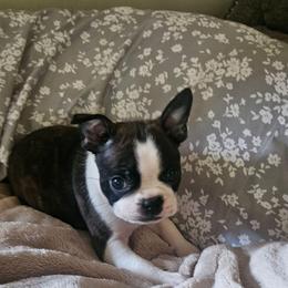 Milli - Black brindle and white female Boston Terrier puppy in Marion, North Carolina from Christy's Boston Butts