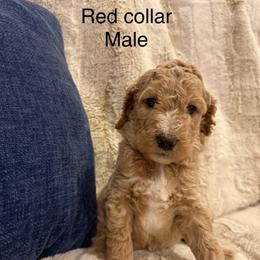 Red collar - Apricot male Poodle puppy in Shelby, North Carolina from Blue Ridge Doodles and Poodles