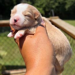 Patriot - Wheaten male Miniature Schnauzer puppy in Dorr, Michigan from Enchanted Paws
