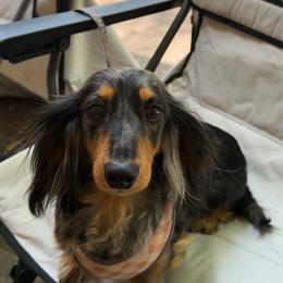 Poppy - Dachshund