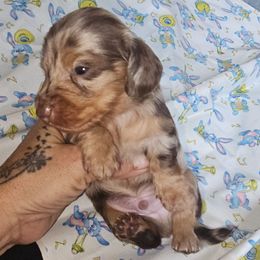 Chocolate and tan dapple boy - Dapple male Dachshund puppy in Georgetown, South Carolina from Hartleys Dachshunds