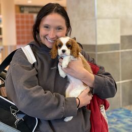 Cavalier King Charles Spaniel and Poodle Puppies from Red Skye Cavaliers