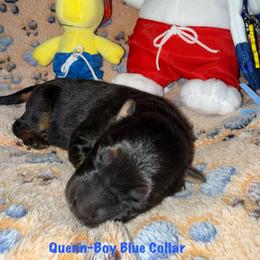 Quenn Blue Collar - Black and red male German Shepherd puppy in Hillsboro, Indiana from Salty Raccoon Ranch German Shepherds