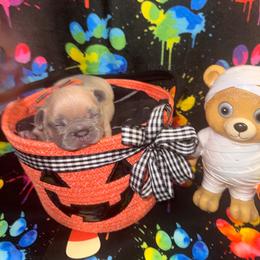 Designer Famous - Blue fawn male French Bulldog puppy in Fort Wayne, Indiana from Jack & Ruby’s Frenchies