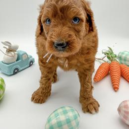 Selene - Red  female Goldendoodle puppy in Sunman, Indiana from Brunsman Country Doodles LLC