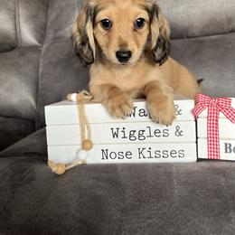 Daisy - Cream female Dachshund puppy in Stuart, Iowa from Johnson Family Corgis and more