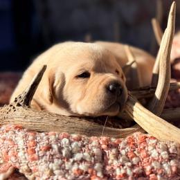 Ruby - Yellow female Labrador Retriever puppy in Sweet Home, Oregon from Knotty Creek Labradors