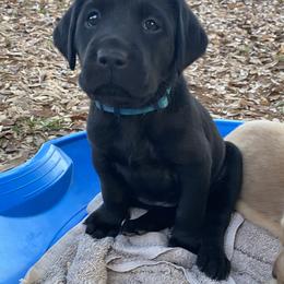 Labrador Retriever Puppies from Ducktown Retrievers