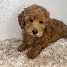 Goldendoodle and Poodle Puppies from Katy's Toy Poodles & Doodles
