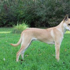 Carolina Dog Puppies from Williams Sweet Carolina