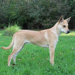 Carolina Dog Puppies from Williams Sweet Carolina