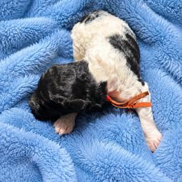 Gale - Parti female Poodle puppy in Washington, Pennsylvania from Patriotic Poodles