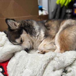 Pomsky All Grown Up from Kenna'z Kuddly Pomskiez