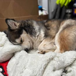Pomsky All Grown Up from Kenna'z Kuddly Pomskiez