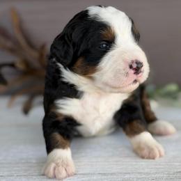 Jelly - Tri-color female Bernedoodle puppy in El Campo, Texas from Little Fur Friends Bernedoodles