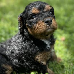 Cavapoo Puppies from Clover Patch Cavapoos
