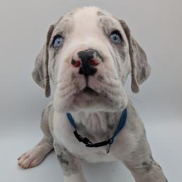 Great Dane Puppies from R&R Breeding and Pet Care