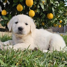 Girl - 3rd Pick - Light golden female Golden Retriever puppy in Citrus Heights, California from NorCalGoldens