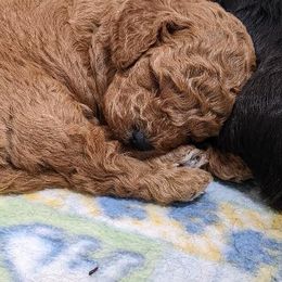 Aussiedoodle, Cavapoo, and Poodle Puppies from Robin's Nest Farm