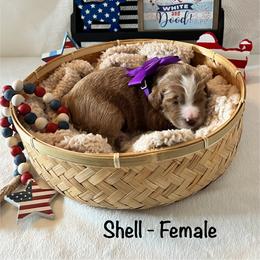 Shell - Purple Collar Female - Red  female Goldendoodle puppy in Bradenton, Florida from Suncoast Goldendoodles